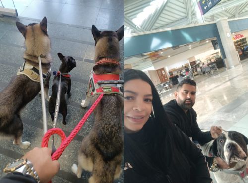 Mascota viajera 4